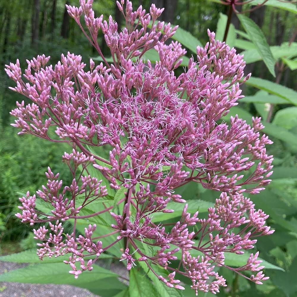 Joe pye weed - GroHappy