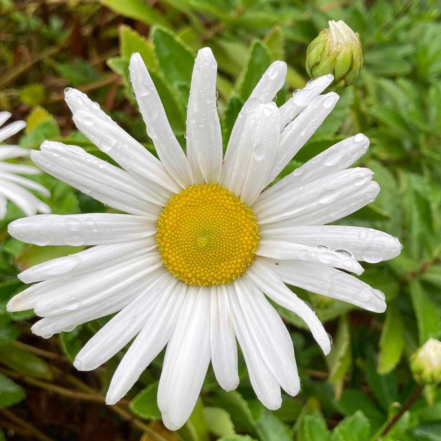 Late season daisies GroHappy